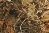 Polished Petrified Wood Round - Oregon #289046-1